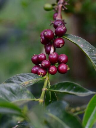 ethiopië org - guji